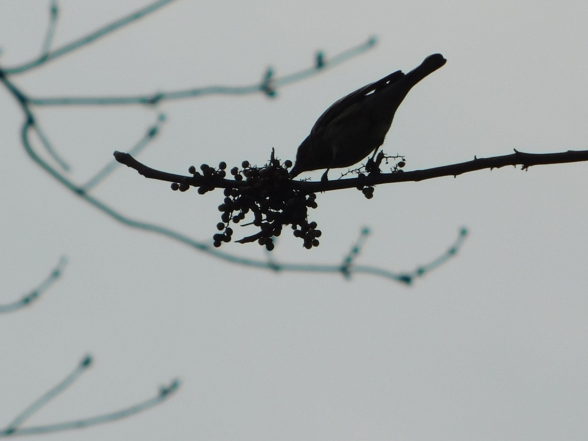 Kronenwaldsänger - ML644622539