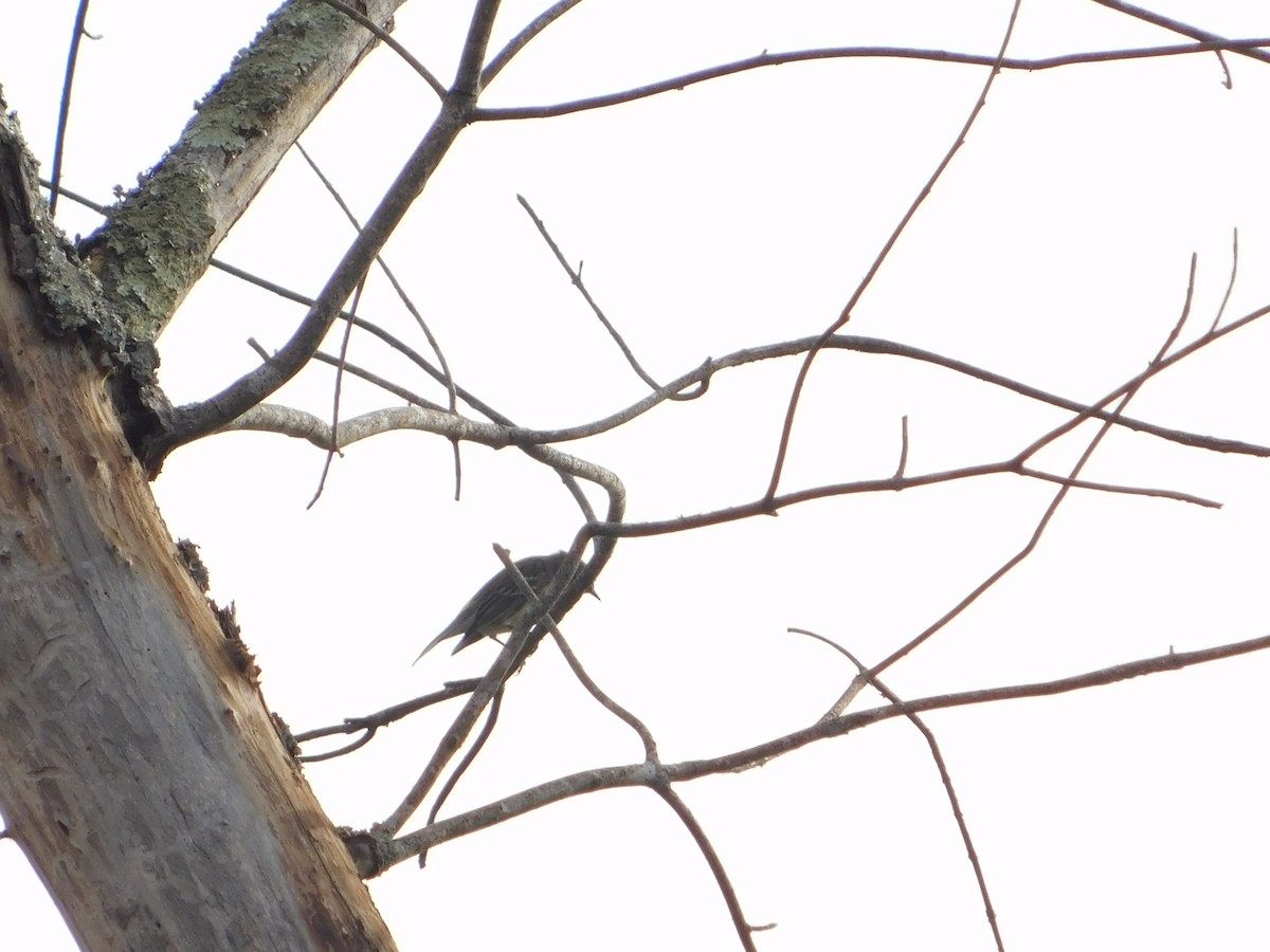 Kronenwaldsänger - ML644622540