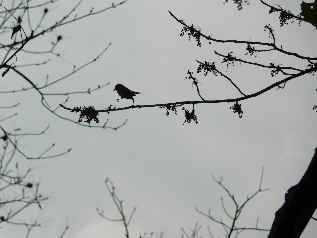 Kronenwaldsänger - ML644622541