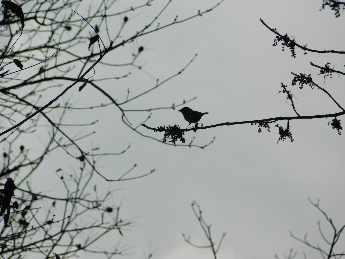 Kronenwaldsänger - ML644622542