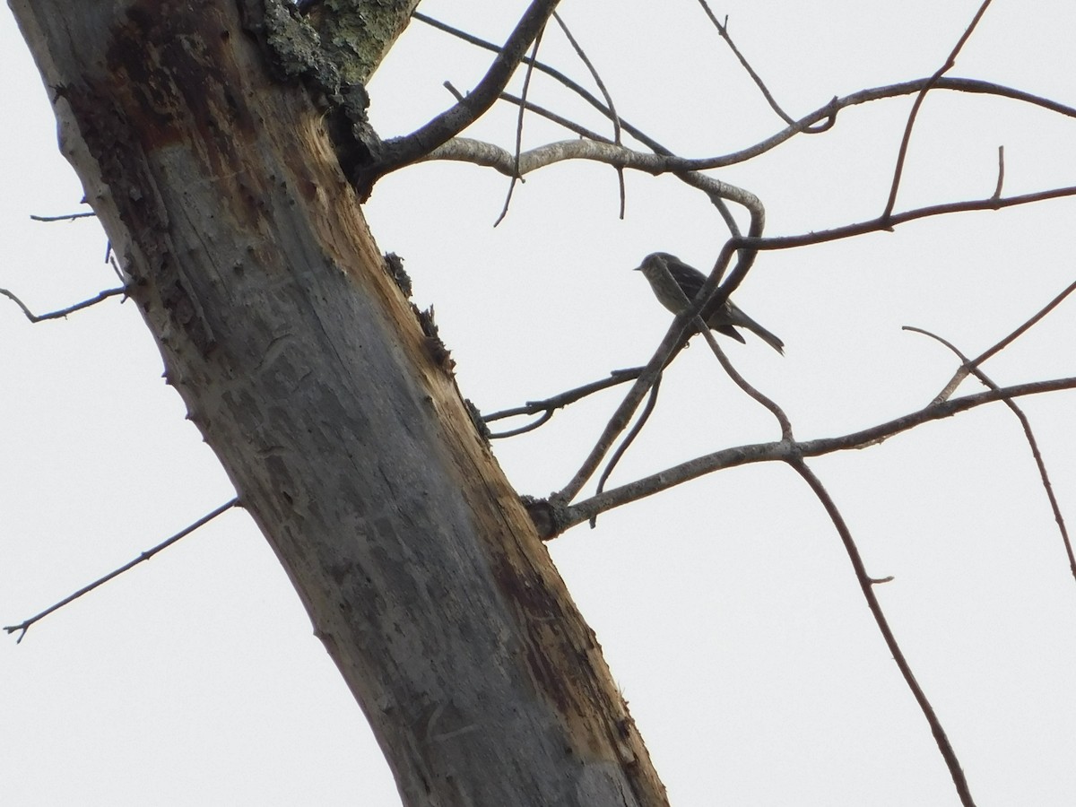 Kronenwaldsänger - ML644622543