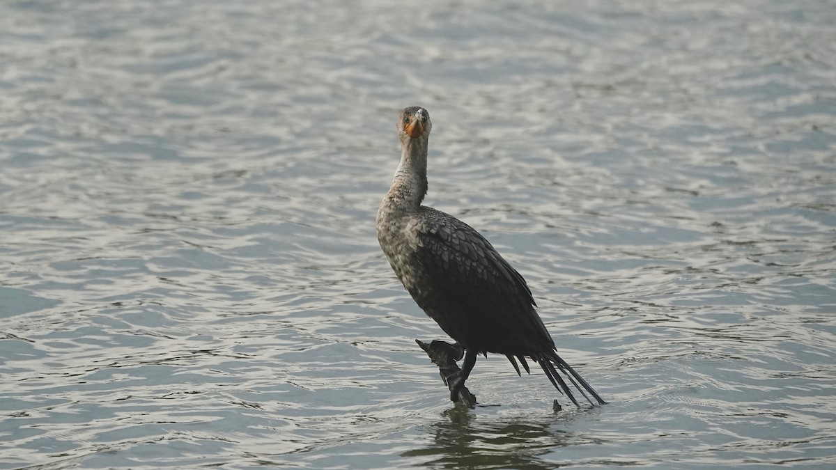 Ohrenscharbe - ML644622544