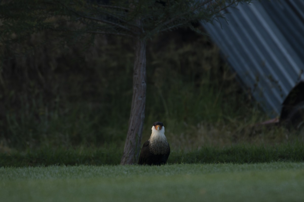 Schopfkarakara - ML644622545