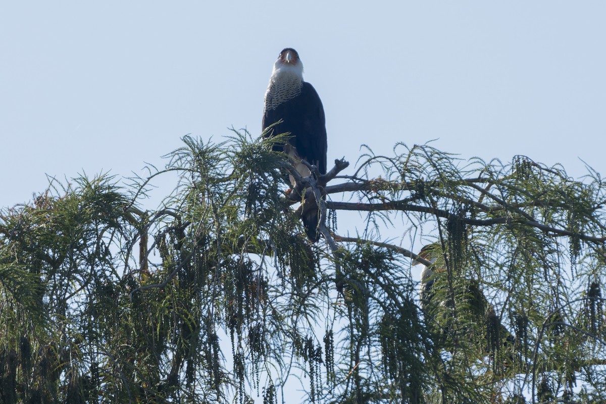 Schopfkarakara - ML644622546