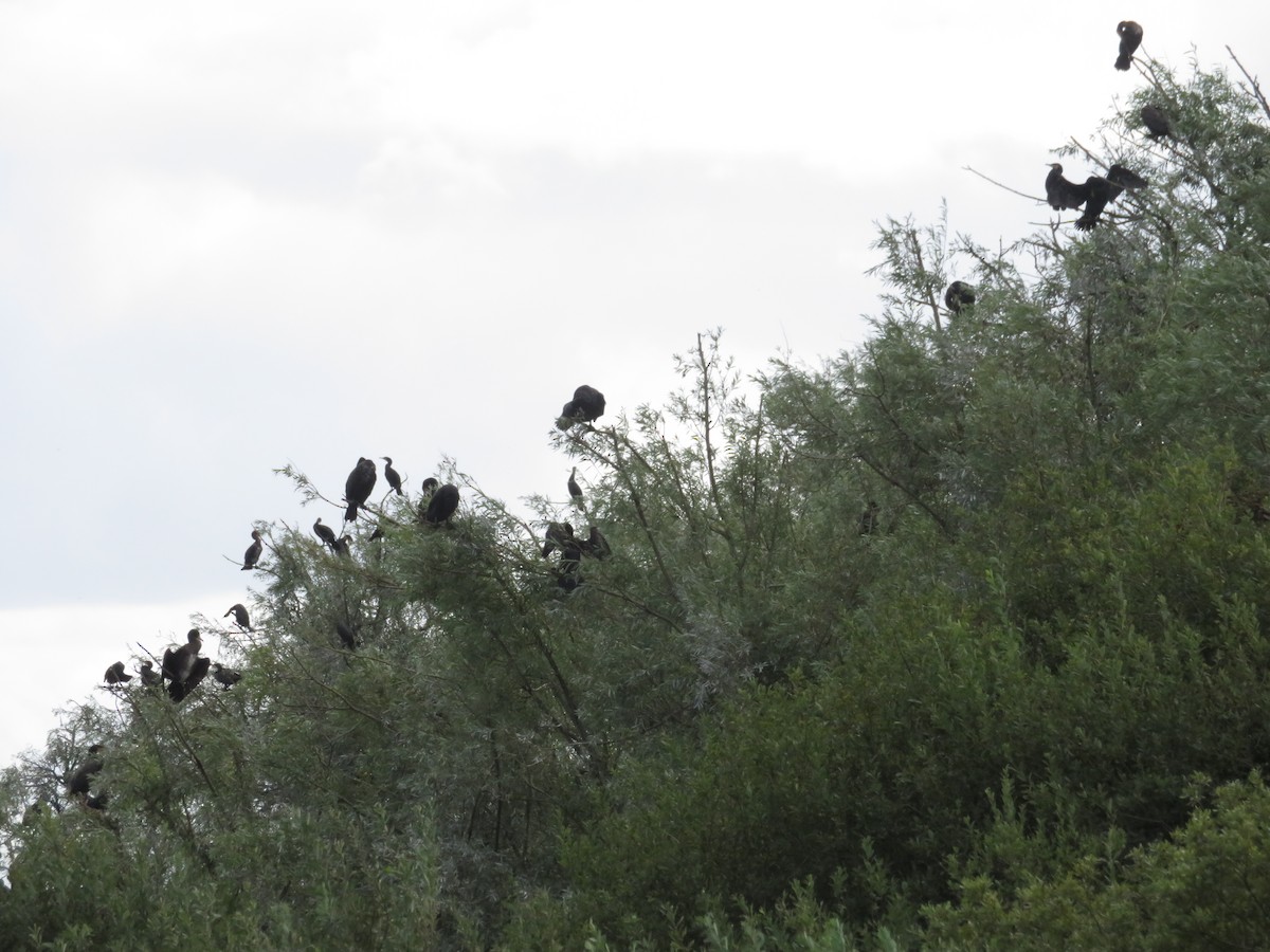 Kormoran - ML644622548