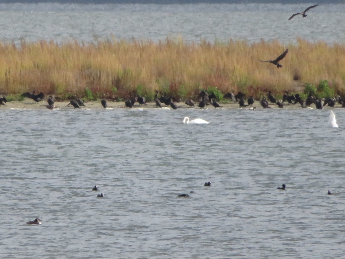 Kormoran - ML644622549