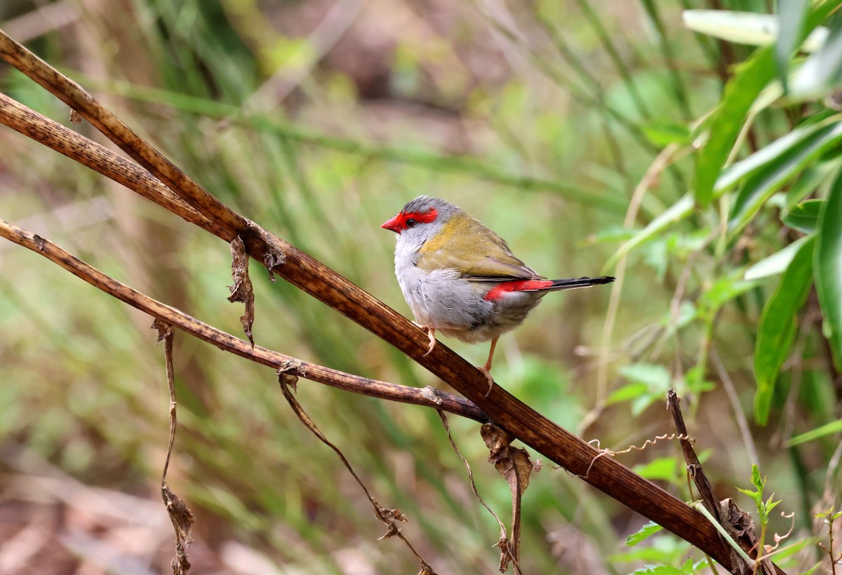 Red-browed Firetail - ML644622553