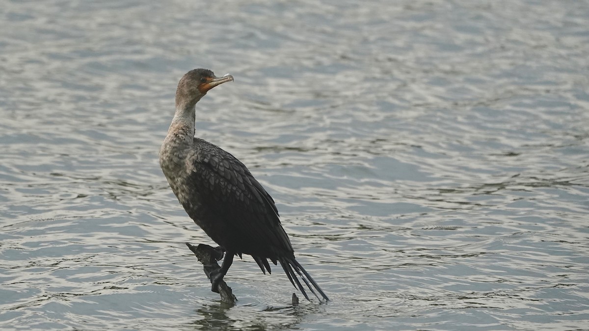 Ohrenscharbe - ML644622554