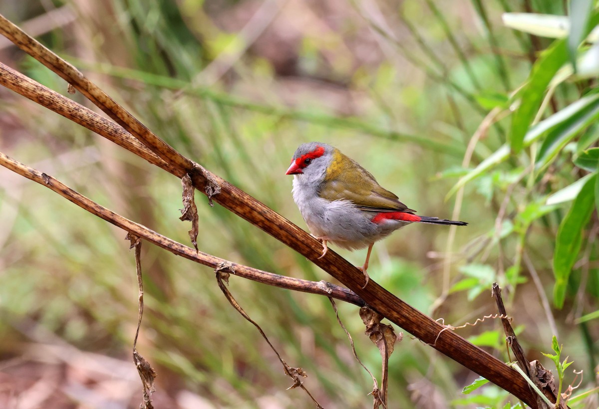 Red-browed Firetail - ML644622555