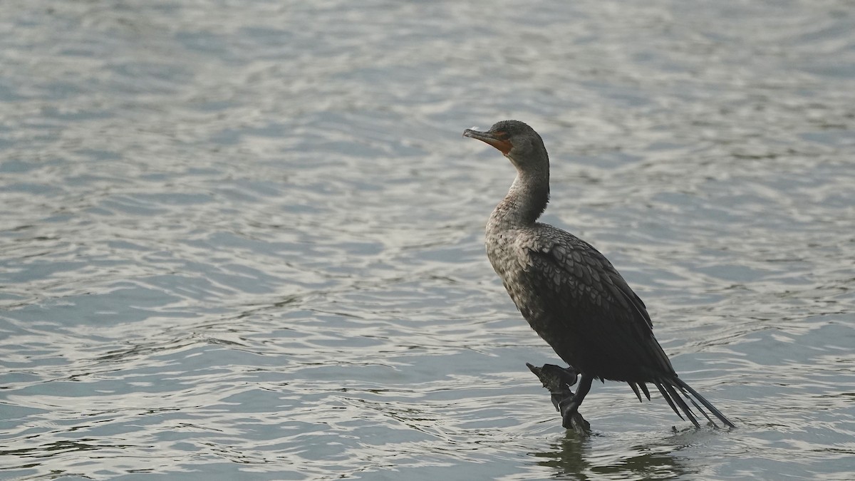 Kulaklı Karabatak - ML644622556