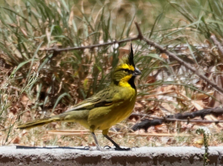 Yellow Cardinal - ML644622557
