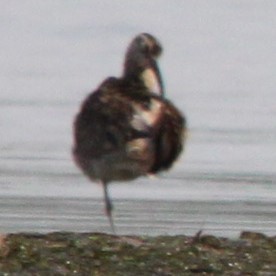 Eurasian Whimbrel/Eurasian Curlew - ML644622558