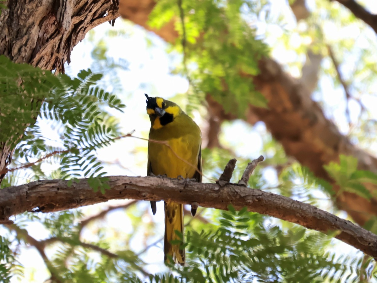 Yellow Cardinal - ML644622559