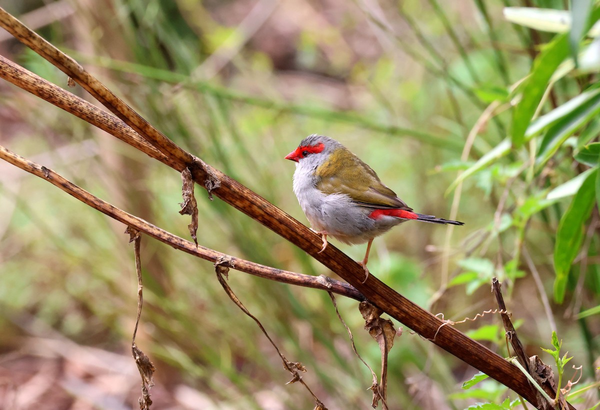 Red-browed Firetail - ML644622560