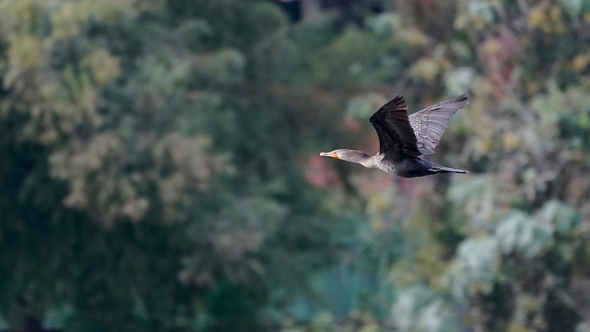 Kulaklı Karabatak - ML644622563