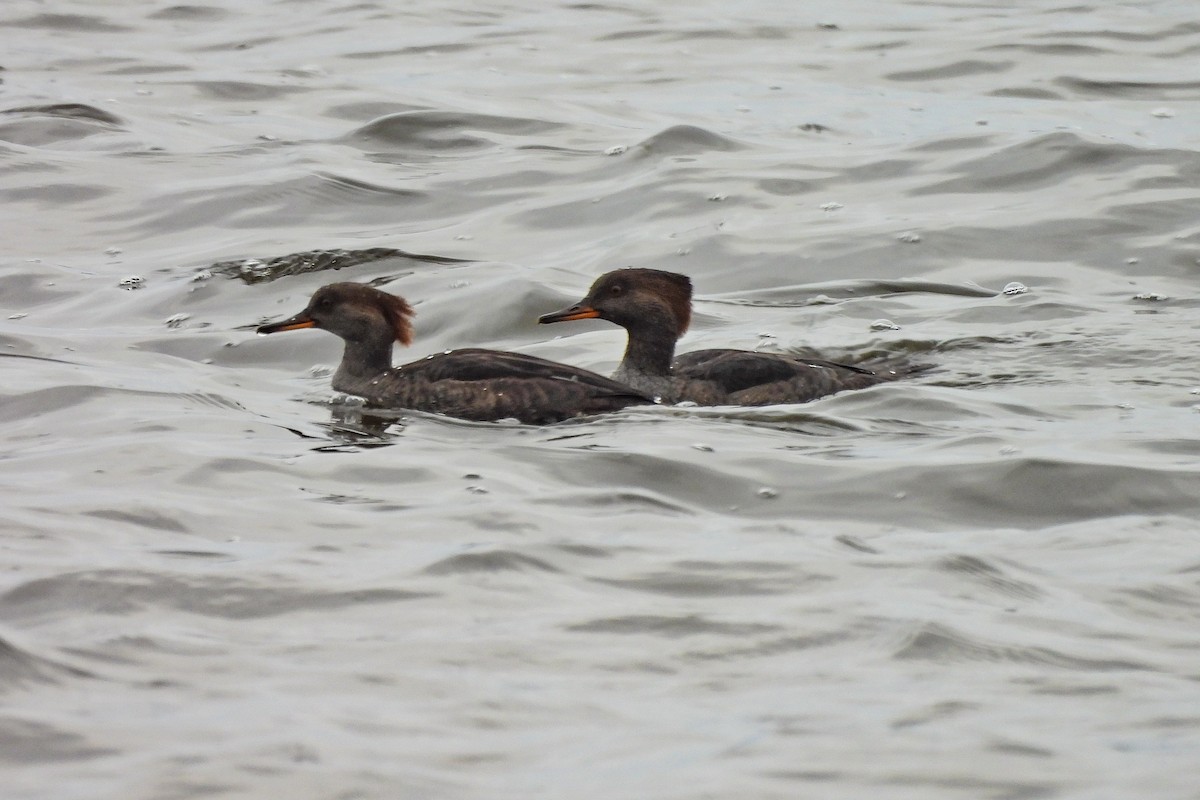 Hooded Merganser - ML644622570
