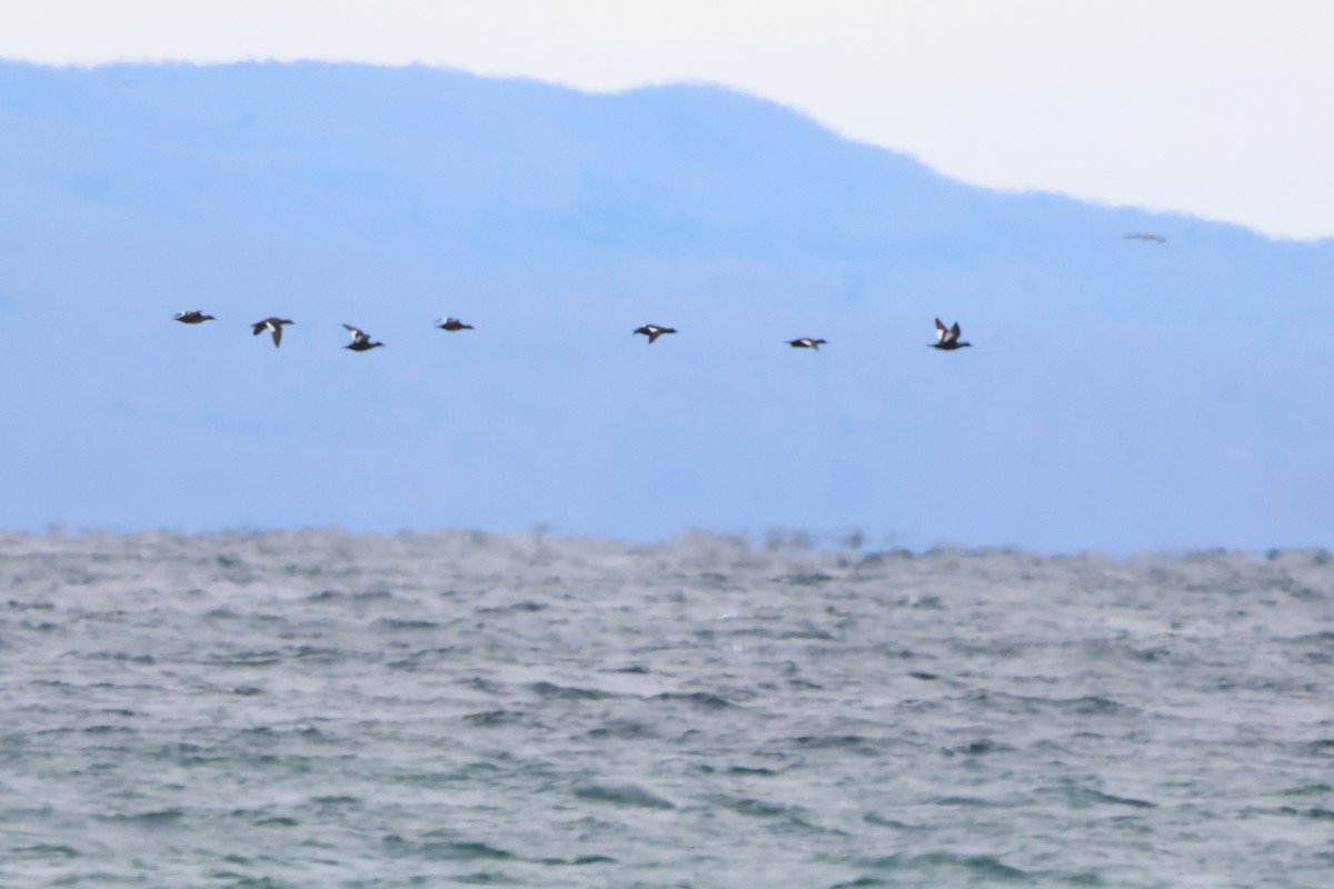 Höckersamtente - ML644622571