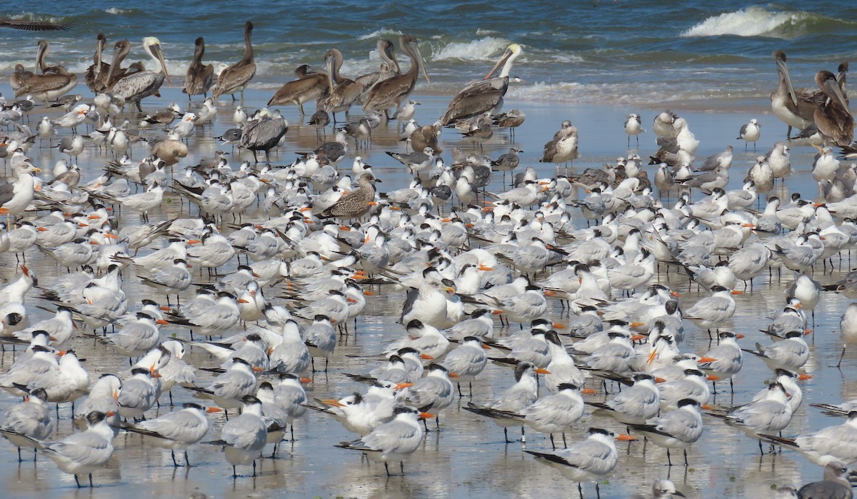 Royal Tern - ML644622572