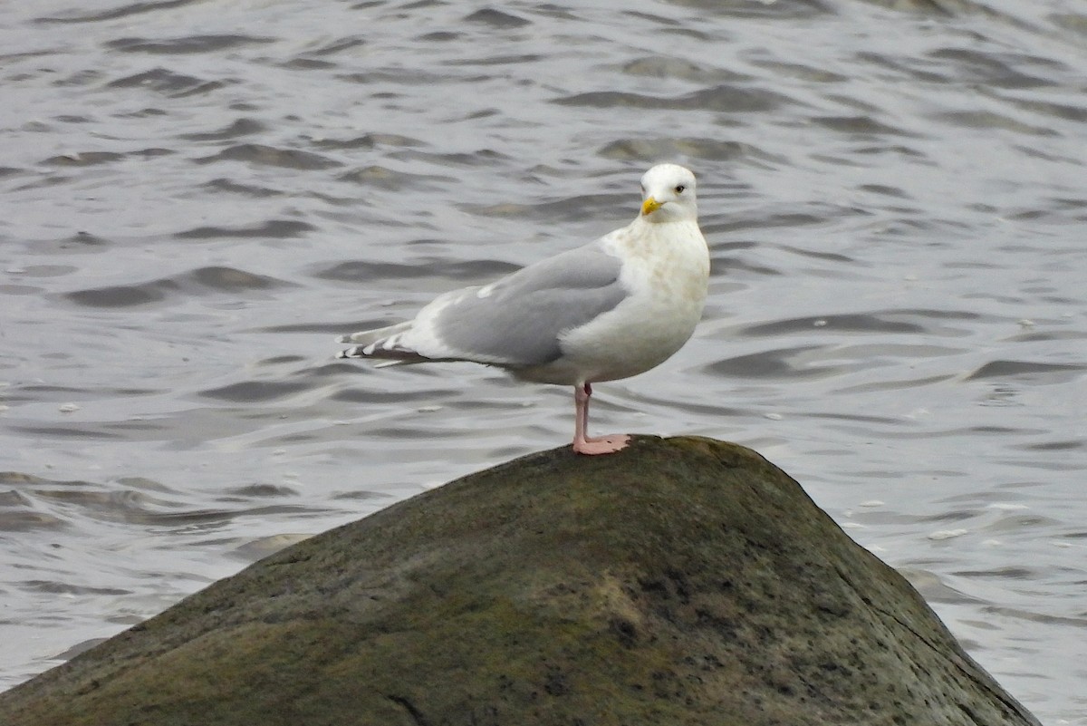 Iceland Gull - ML644622574
