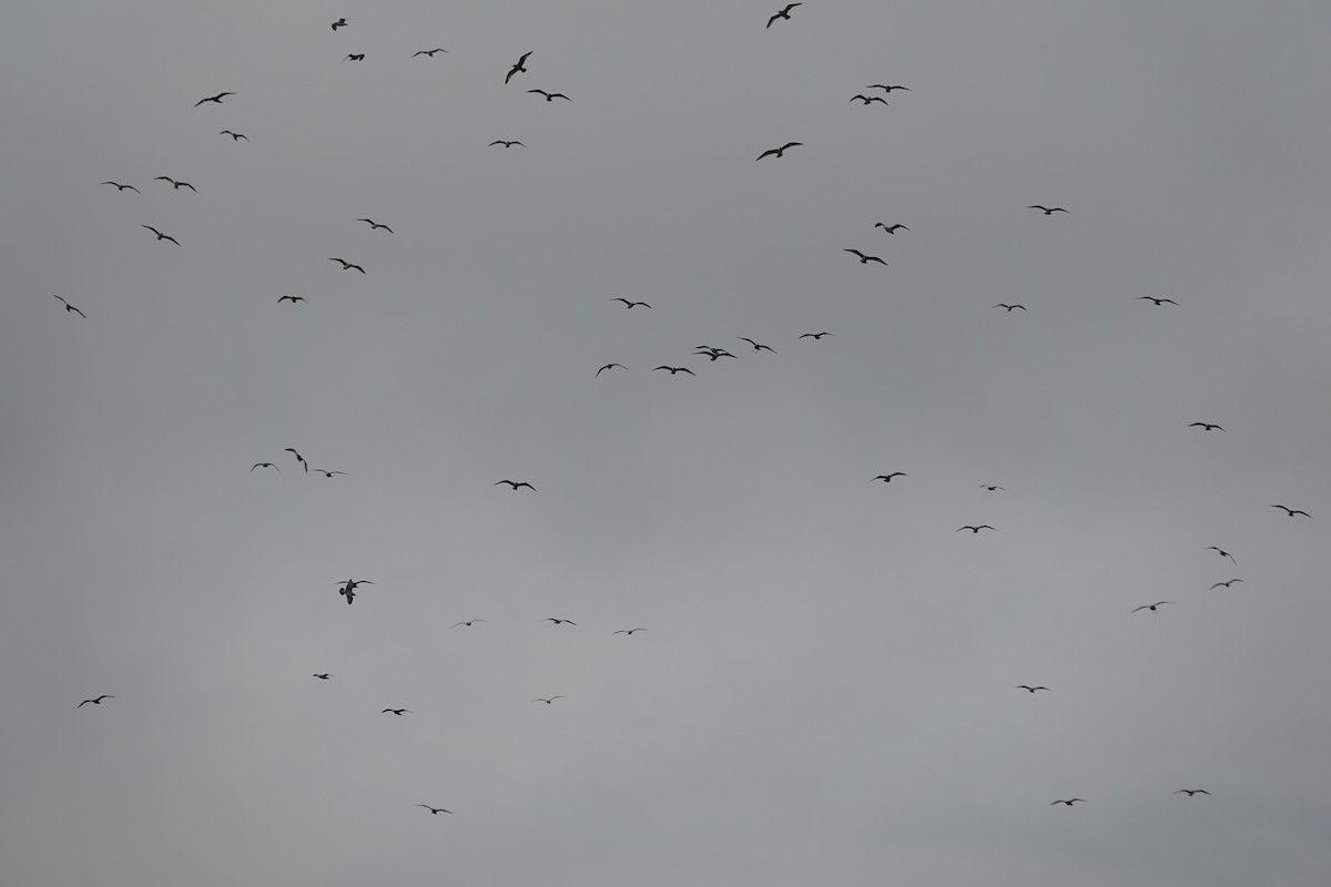 שחף בלתי-מזוהה - ML644622575