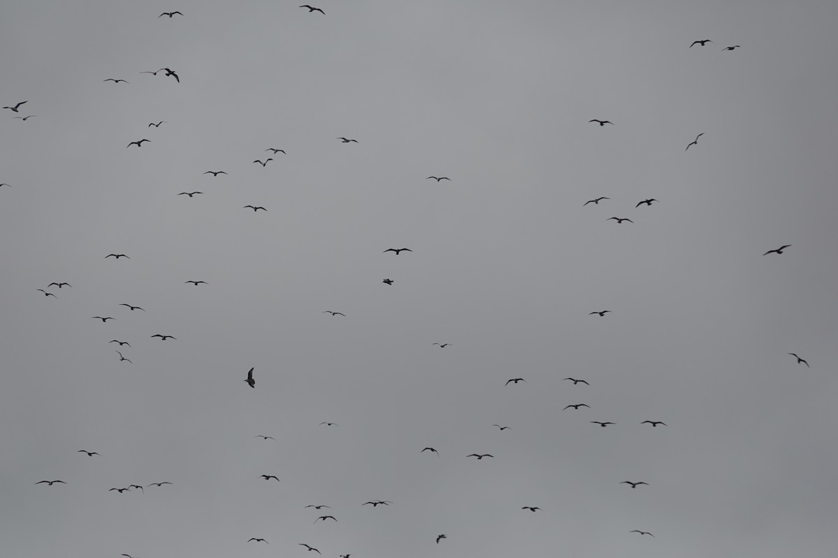 שחף בלתי-מזוהה - ML644622576