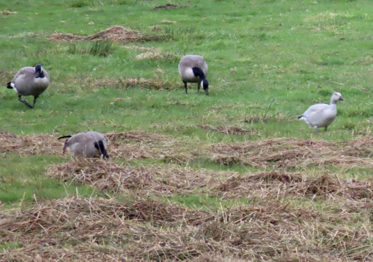 Snow Goose - ML644622586