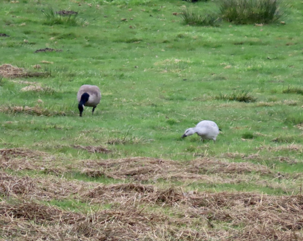 Oie des neiges - ML644622587