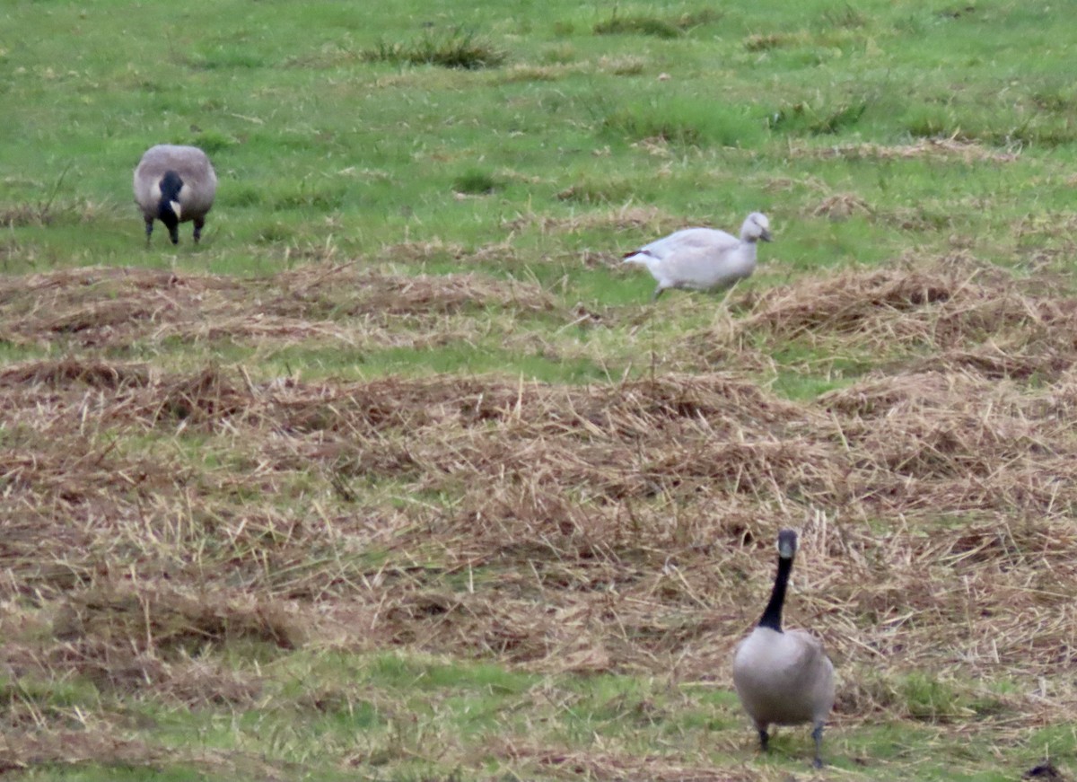 Snow Goose - ML644622588