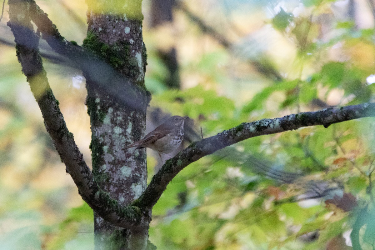 קיכלי חלוד-זנב - ML644622590