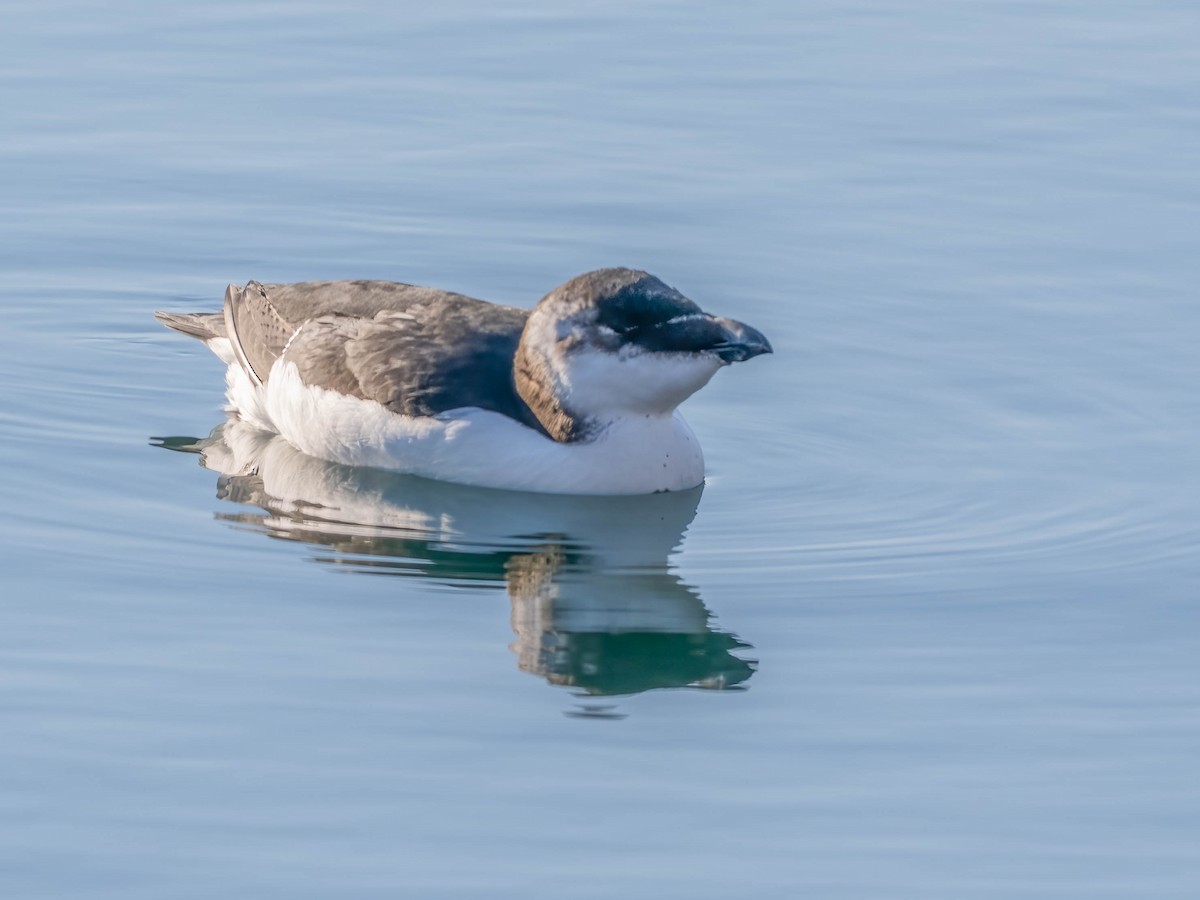 Gazza marina - ML644622603