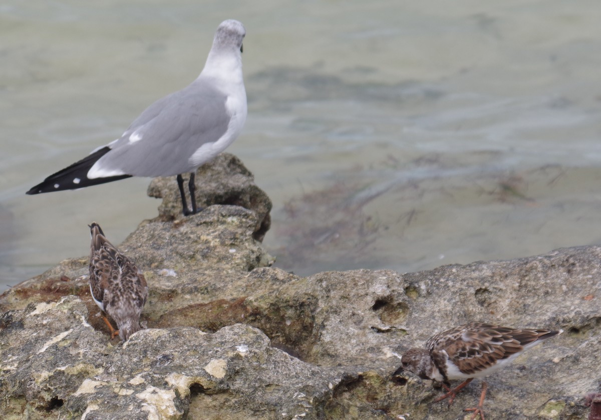 Алаг хайргач - ML644622604