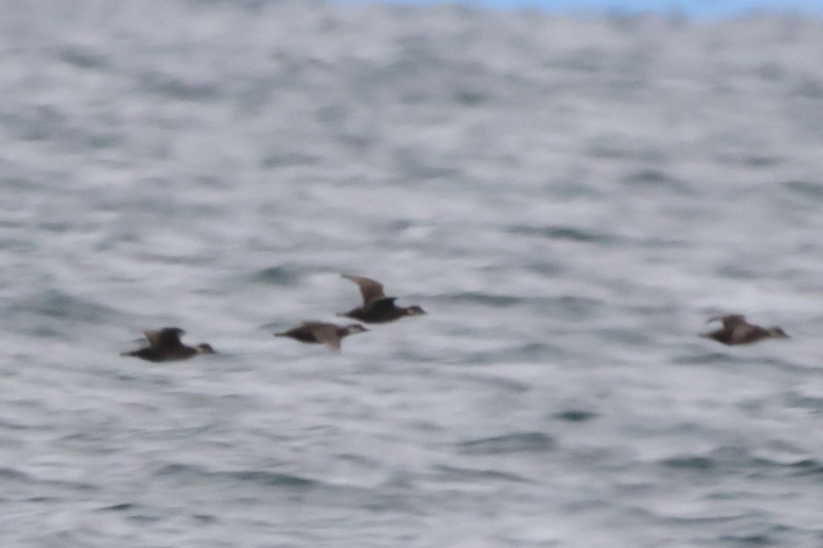 turpan žlutozobý - ML644622608