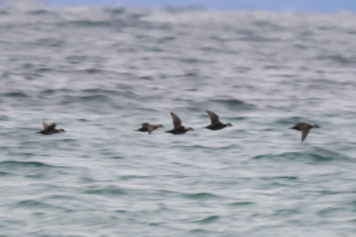 turpan žlutozobý - ML644622609