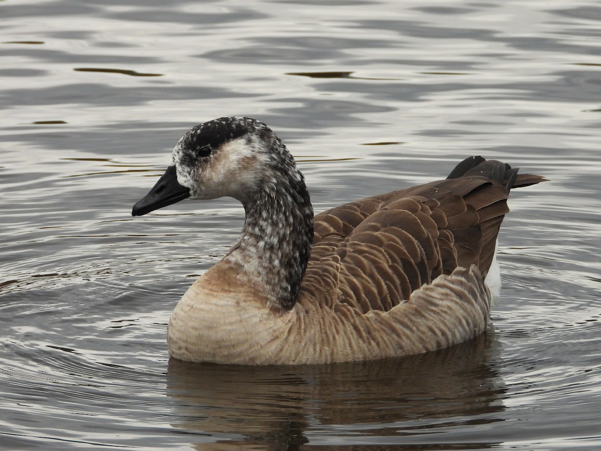 Branta kanadar handia - ML644622610