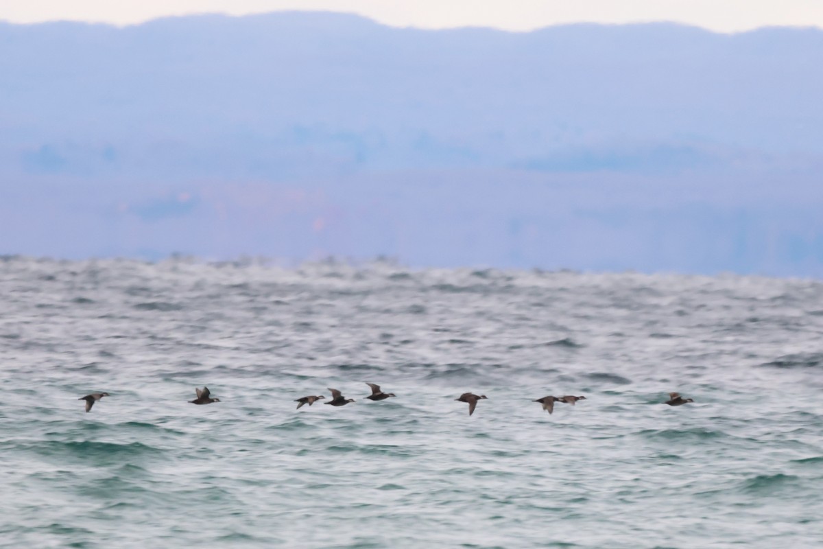 turpan žlutozobý - ML644622611