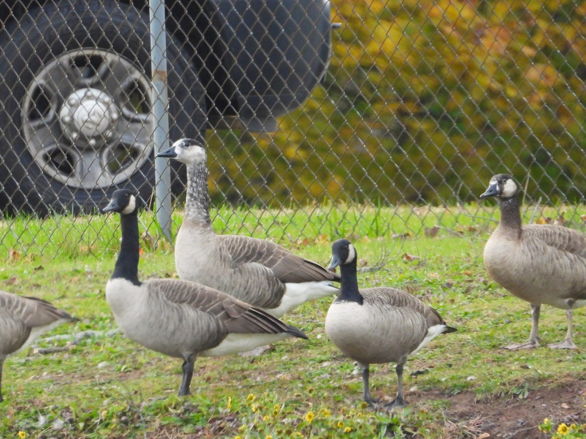 Branta kanadar handia - ML644622612