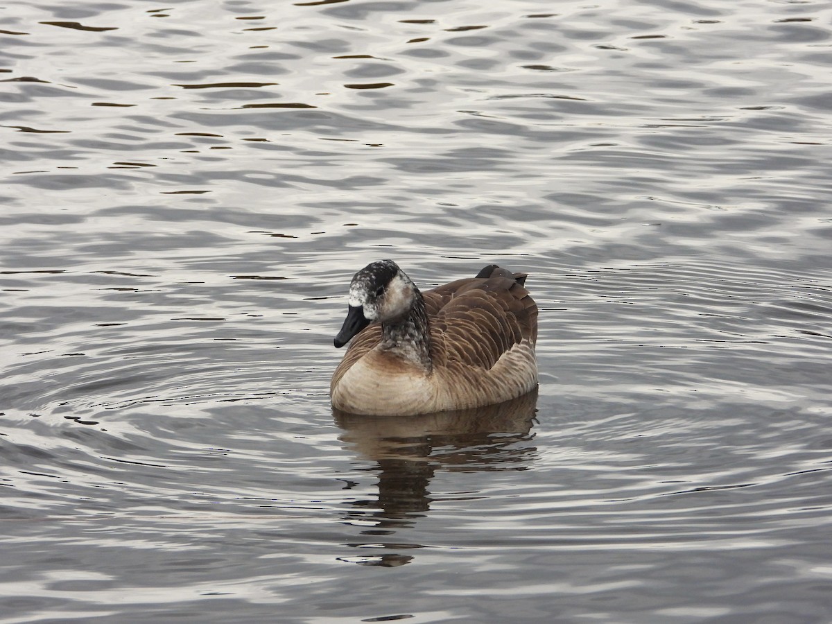 Branta kanadar handia - ML644622619