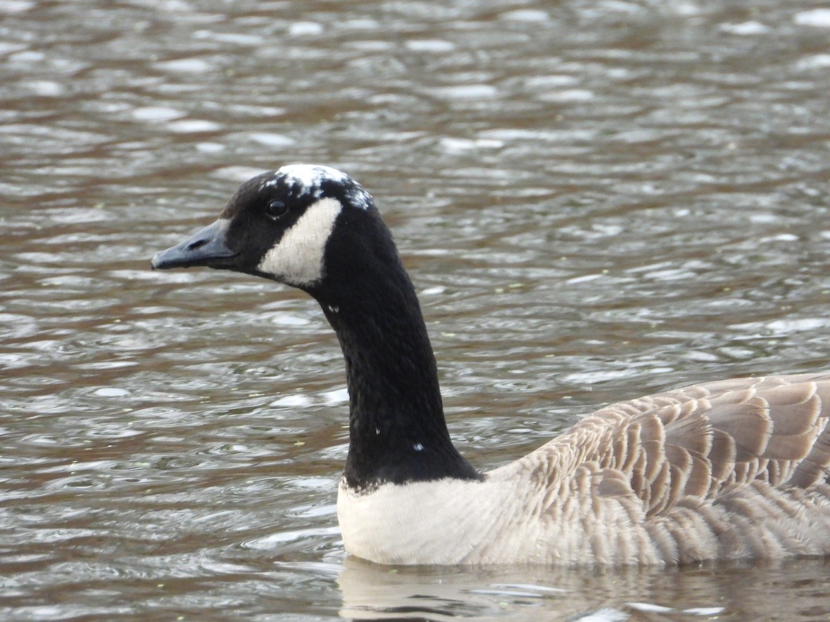 Branta kanadar handia - ML644622624