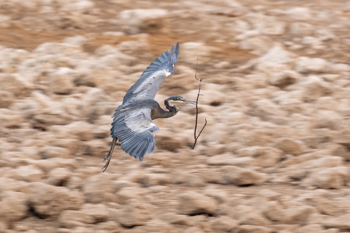 Black-headed Heron - ML644622631