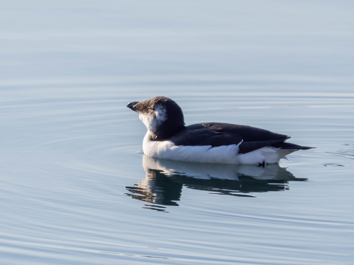 Gazza marina - ML644622634