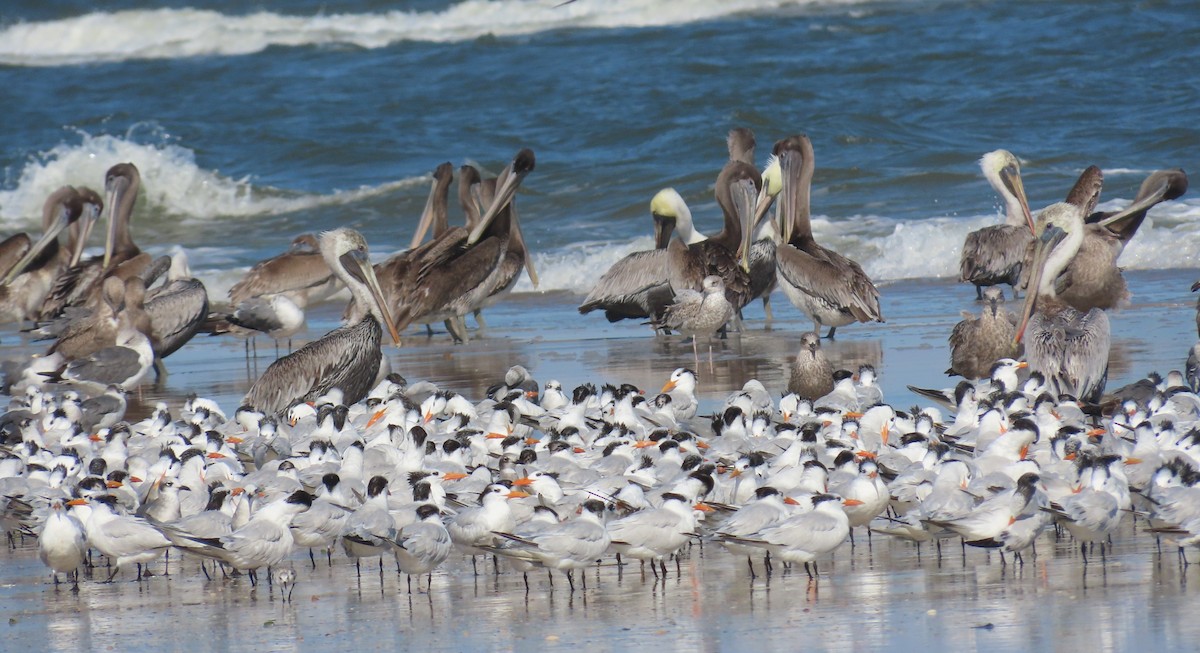 Royal Tern - ML644622635