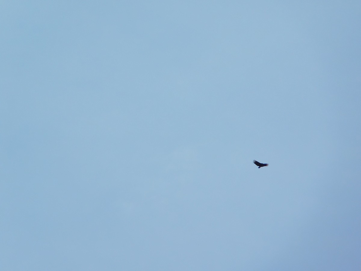 Black Vulture - ML644622637