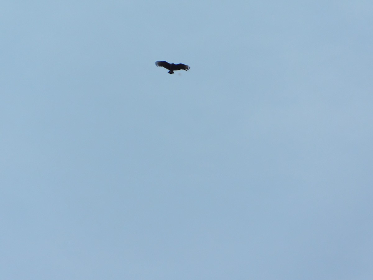 Black Vulture - ML644622638