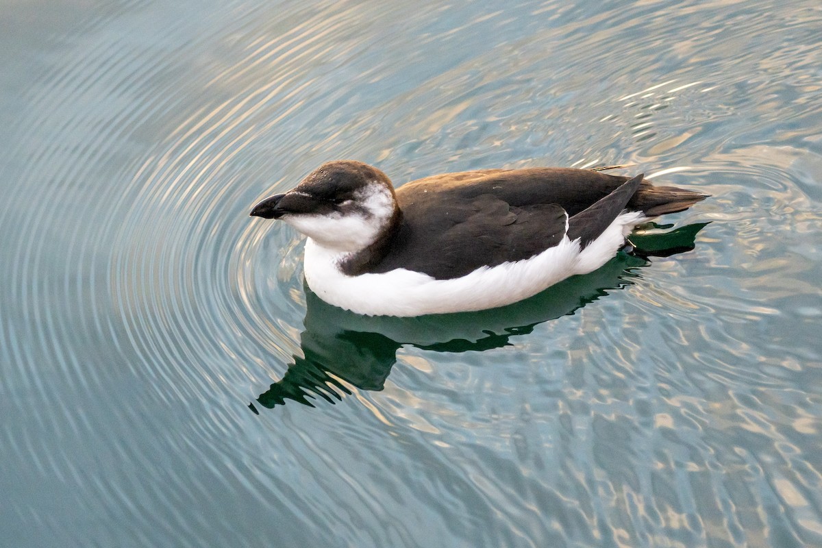 Gazza marina - ML644622640