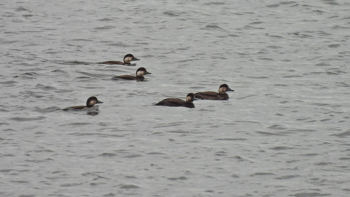 turpan žlutozobý - ML644622653