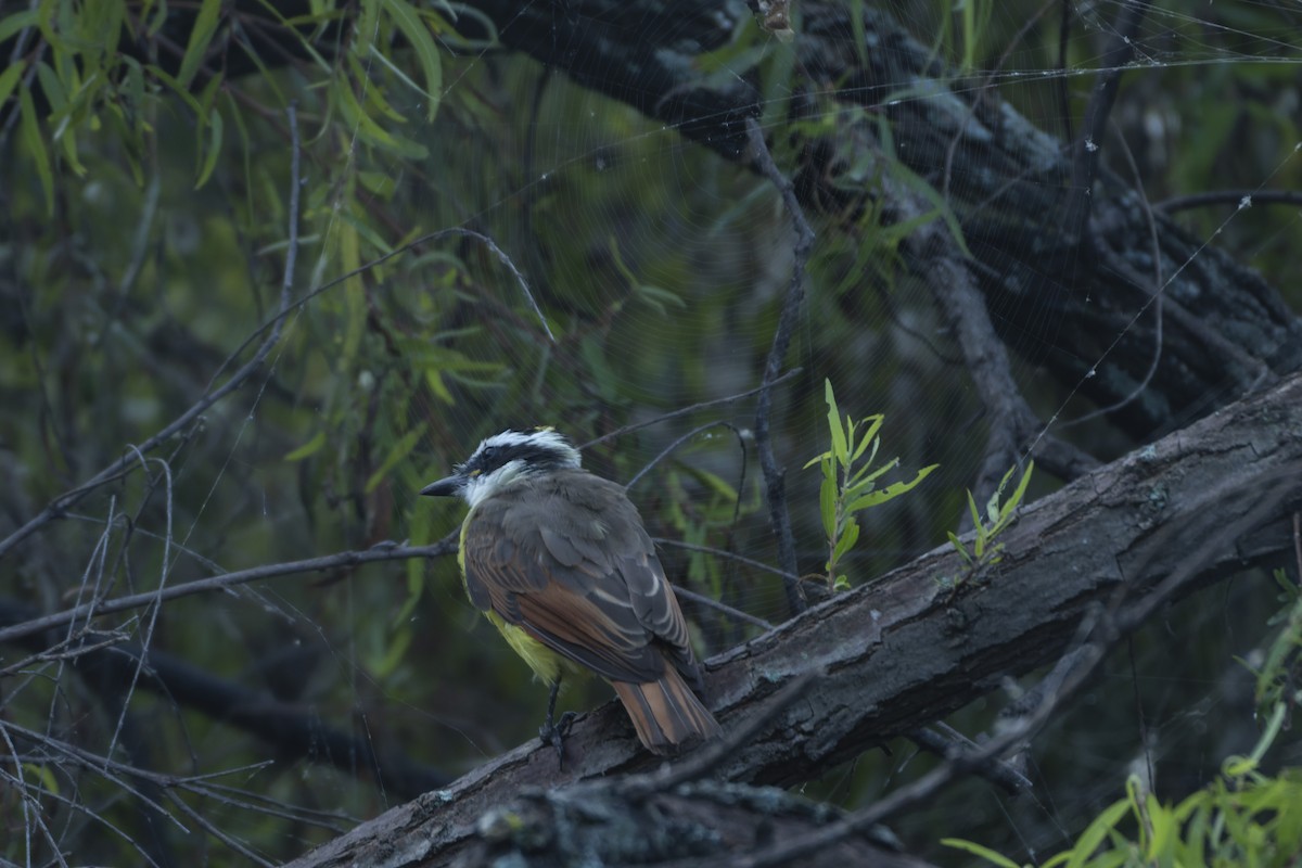 キバラオオタイランチョウ - ML644622654