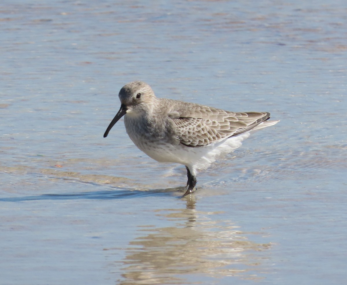 Dunlin - ML644622662