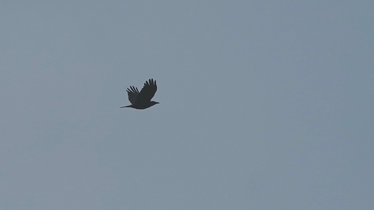 Amerika Kargası - ML644622669