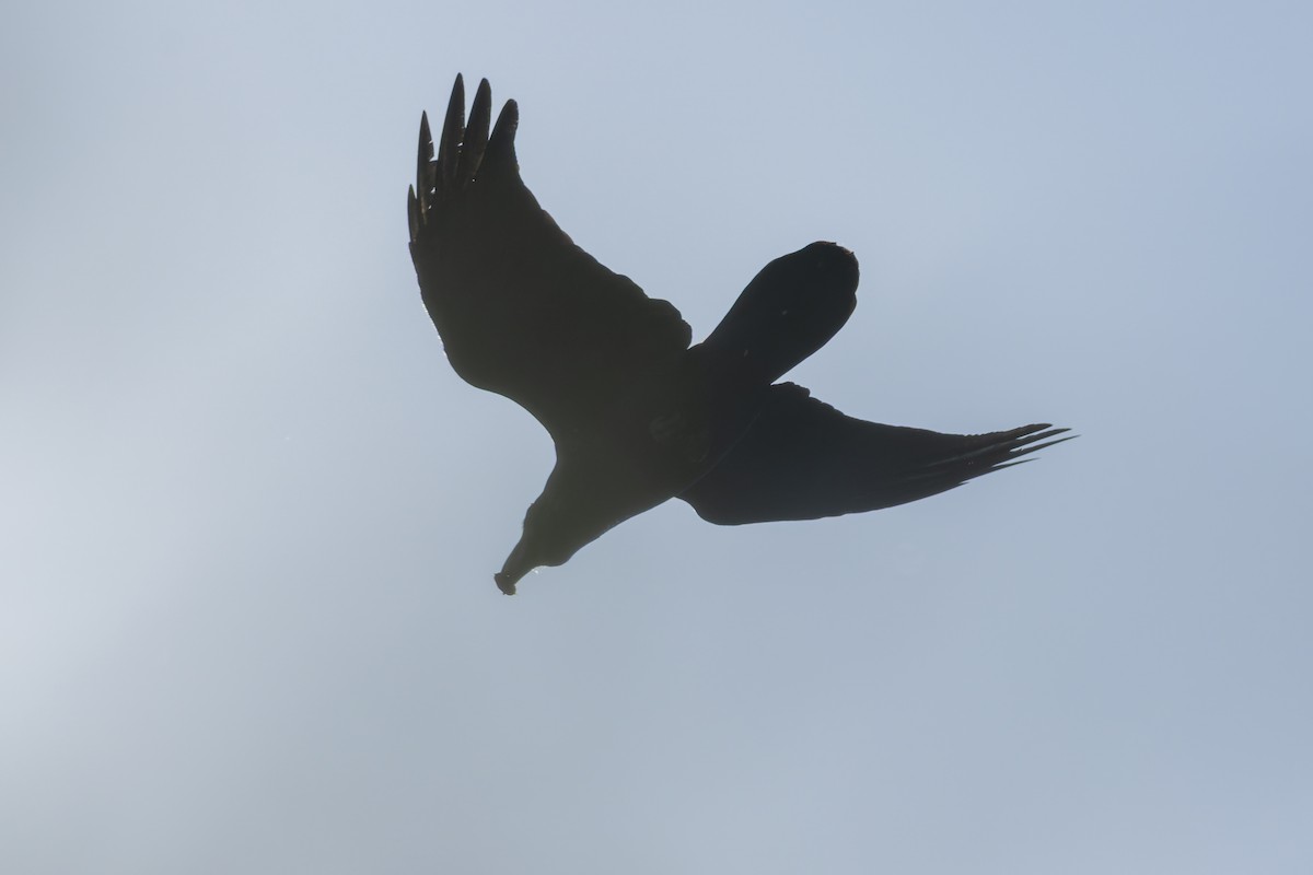 Kuzgun - ML644622671