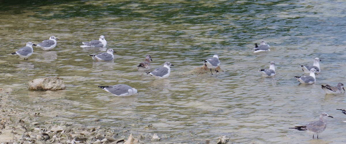 Laughing Gull - ML644622672